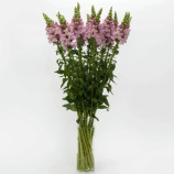 Потамак F1 лавандовый семена антирринума (Pan American)