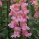 Потамак F1 пинк семена антирринума (Pan American)