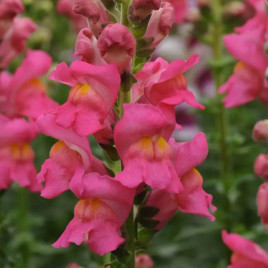 Потамак F1 рожевий (rose) насіння антирринуму (Pan American)