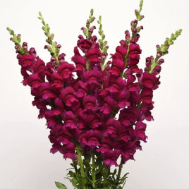 Потамак F1 роял семена антирринума (Pan American)