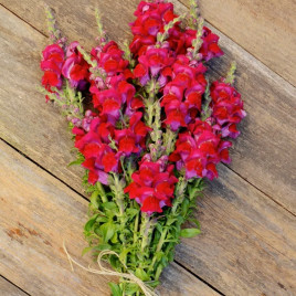 Потамак F1 красный семена антирринума (Pan American)