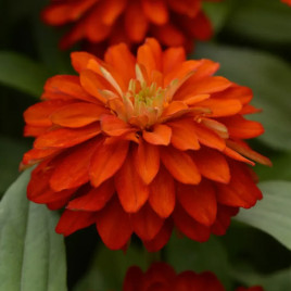 Сахара F1 fire семена циннии низкорослой 25-30см (Pan American)