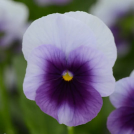 Віола Сорбет F1 XP бейконсфілд