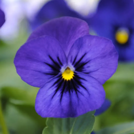 Віола Сорбет F1 XP синя з вічком