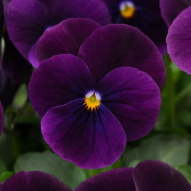 Віола Сорбет F1 XP фіолетова