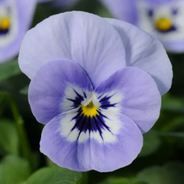 Віола Сорбет F1 XP марина