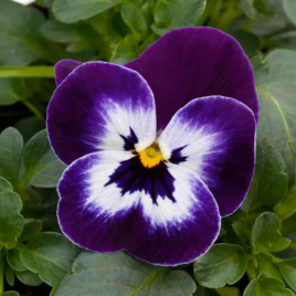 Віола Сорбет F1 XP перпл фейс