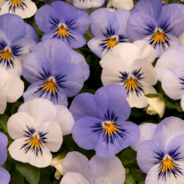 Віола Сорбет F1 XP ест тудей туммороу