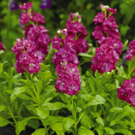 Левкой (матіола) Хот Кейк малиновий