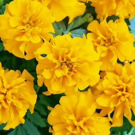 Чорнобривці розлогі французькі Бонанза Голд