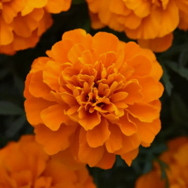 Чорнобривці розлогі французькі Бонанза Діп Оранж