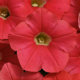 Петуния ампельная Шок Вейв F1 корал краш