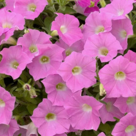 Петуния ампельная Шок Вейв F1 Пинк Шейдз