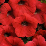 Петуния ампельная Шок Вейв F1 красный