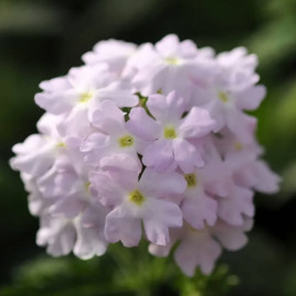 Вербена Кварц XP F1 силвер