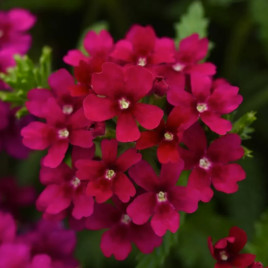 Вербена Кварц XP F1 бордовая