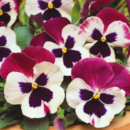 Віола Матрикс F1 рожеве крило