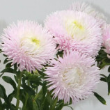 Ювель сільвер роуз насіння айстри голчастої однол. 60-75см (Satimex)