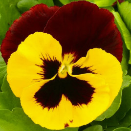 Віола Матрікс F1 червоне крило