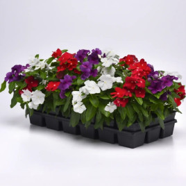 Катарантус Тату F1 микс американ пай (mix american pie)