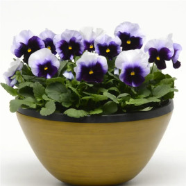 Виола Матрикс F1 beaconsfield 