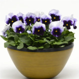 Віола Матрікс F1 beaconsfield 