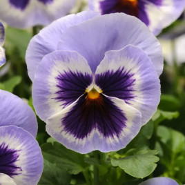 Віола Матрікс F1 blue wing 