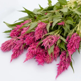 Целозия Сандей pink brigh 