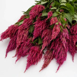 Целозия Сандей pink dark 