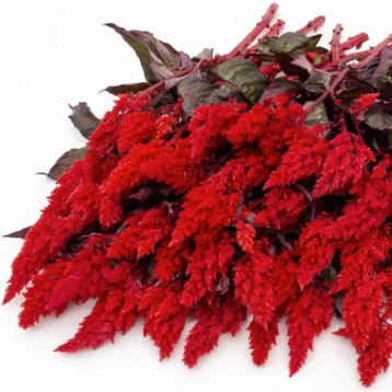 Целозія Сандей red