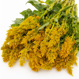 Целозия Сандей yellow 