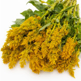 Целозія Сандей yellow 