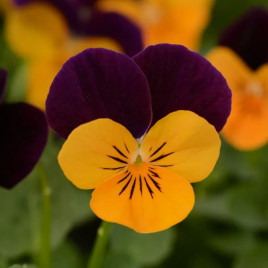 Сорбет F1 XP orange jump up насіння віоли 15-20 см (Pan American)