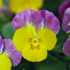Сорбет F1 XP yellow pink jump up семена виолы 15-20 см (Pan American)