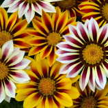 Нью Дей F1 tiger mix семена газании крупноцветковой 20-25см (Pan American)