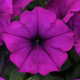 Изи Вейв F1 violet семена петунии ампельной 80-100см (Pan American)