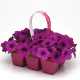 Изи Вейв F1 violet семена петунии ампельной 80-100см (Pan American)