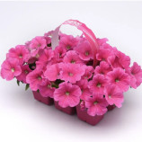 Ізі Вейв F1 pink cosmo насіння петунії ампельної 80-100см (Pan American)