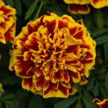 Бонанза bee семена бархатцев французских раскидистых однол. (Pan American)