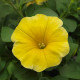 Петхоа Калібуст F1 жовта (yellow) насіння петунії ампельної (Pan American)