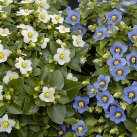 Принцеса суміш (mix) насіння екзакуму (Pan American)