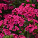 Амазон F1 neon cherry насіння гвоздики турецької на зріз (Pan American)