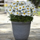 Мадонна семена ромашки (королица) 20-40см (Pan American)