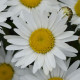 Мадонна семена ромашки (королица) 20-40см (Pan American)