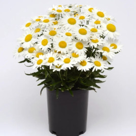 Мадонна семена ромашки (королица) 20-40см (Pan American)
