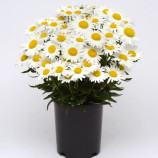 Мадонна семена ромашки (королица) 20-40см (Pan American)