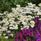 Мадонна насіння ромашки (королиця) 20-40см (Pan American)