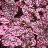 Конфіті рожевий (pink) насіння гіпоестеса (Sakata)