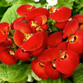 Кальцеолярия Данти F1 красная (red)