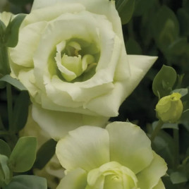 Мариачи F1 зеленый лайм (lime green) семена эустомы на срез махр. 90-100см (Sakata)